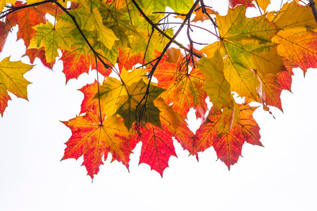 Maple leaves in autumn colors on a white background close-up