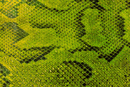 Green snake skin texture background. Close up of snake skin pattern.