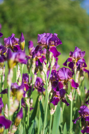 Purple iris flowers in a field in sunlight in springtime