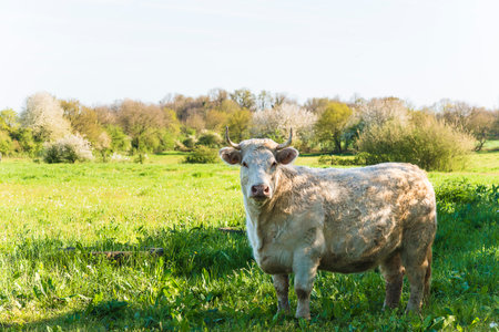 White cow on green meadow in sunny day. Rural landscape.の写真素材