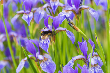 Blue iris flowers on the flowerbed in the garden. Shallow depth of field
