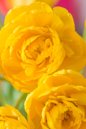 Yellow tulips with water drops on petals. Close up. Valentine's day or international women's day greeting cardの写真素材