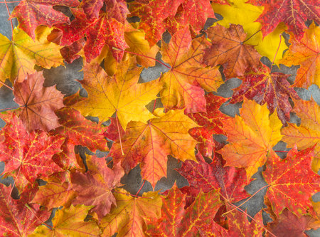 Colorful autumn maple leaves background. Flat lay, top view.の写真素材