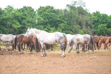 Horses in the farm. Horse in the paddock. Horses in the paddock.の写真素材