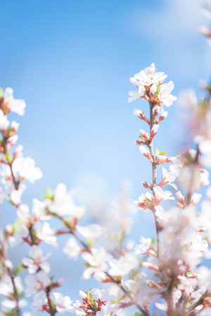 spring flowering of flowers on a tree, white flowers on blue sky backgroundの写真素材