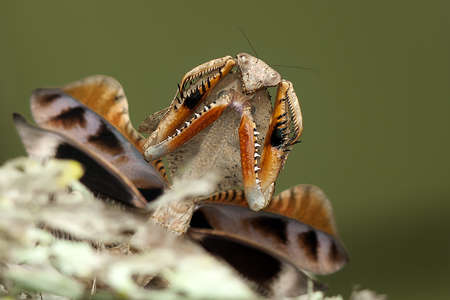 The nature fighter