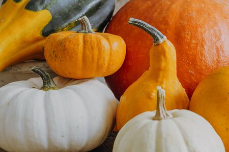 Colorful varieties of orange pumpkins and squashes.の写真素材