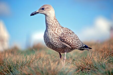 A young Great Black-backed Gullの写真素材