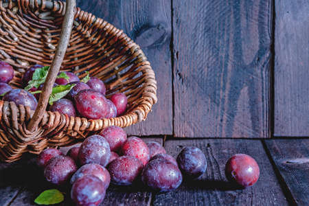 Ripe fresh plums in a wicker basket . Dark background with blue fresh plums with leaves.