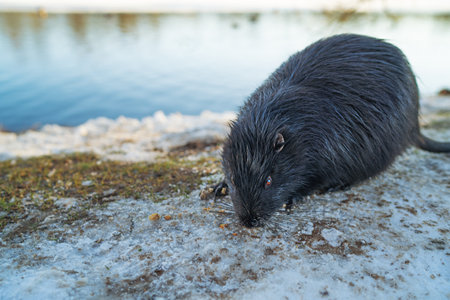 A nutria coypu in search of foodの写真素材