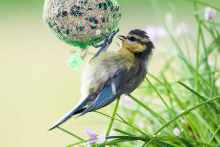 a young titmouse hangs on a titmouse dumpling