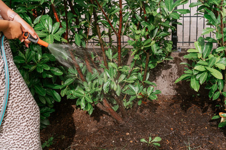 woman in garden with garden hose watering a hedgeの写真素材