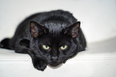 Black cat lying on a white background, looking at camera.の写真素材