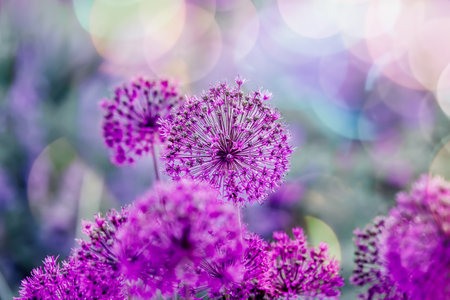 Giant Onion (Allium Giganteum) blooming. Few balls of blossoming Allium flowers with bokeh. Selective focus.の写真素材