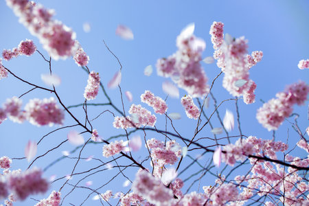 Beautiful pink cherry blossoms (Sakura) with refreshing in the morning on blue sky background in...
