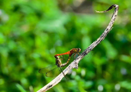 Bliss  The dragonfly couple flew in position from the lower area of the stream where all the dragon...