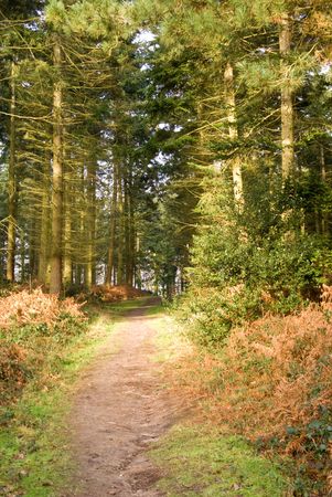 winter woodland walk on sunny dayの写真素材