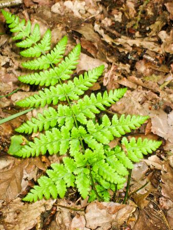 young green fern shoots up in early summer on woodland floorの写真素材