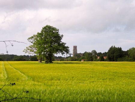 summer fields and church in Norfolk countrysideの写真素材