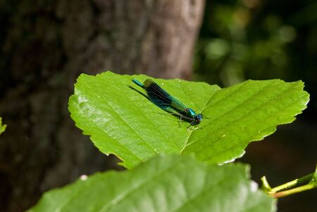 Dragonfly perched on leaf awaiting prey or a mateの写真素材
