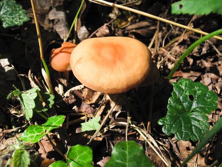 Toadstool in a hedgerowの写真素材