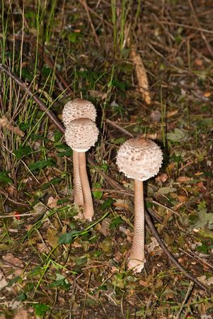Toadstools hidden in hedgerow amongst dead leavesの写真素材