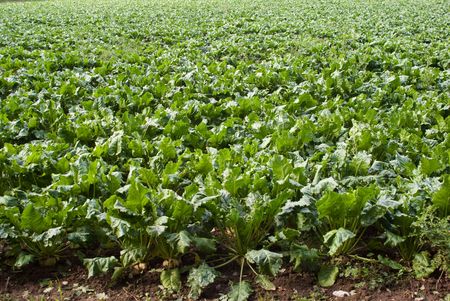 Field full of Green Vegetables waiting to be harvestedの写真素材