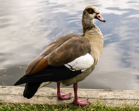 Egyptian Goose