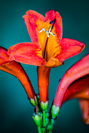 Flower Closeupの写真素材
