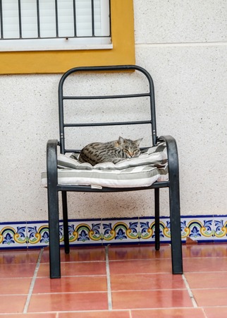 Cat Nap timeの写真素材