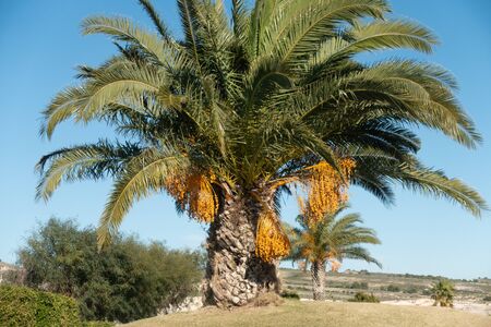 date palm tree in Valenciana in Spainの写真素材