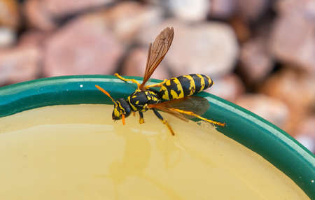 wasp taking a drink on a hot summers dayの写真素材
