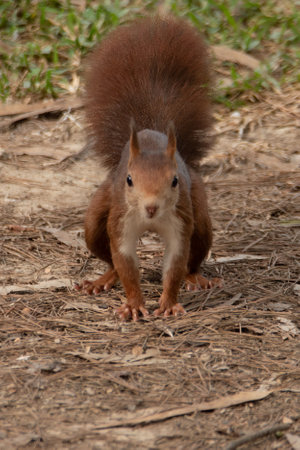 inquisitive red squirrel keeps an eye on thingsの写真素材