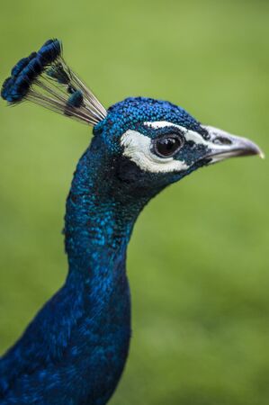 Close up right side head view of a male peacock henの写真素材