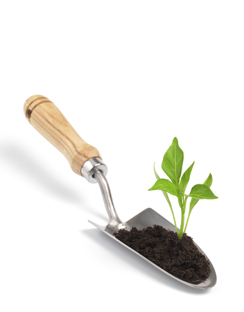 Trowel and seedlingの写真素材