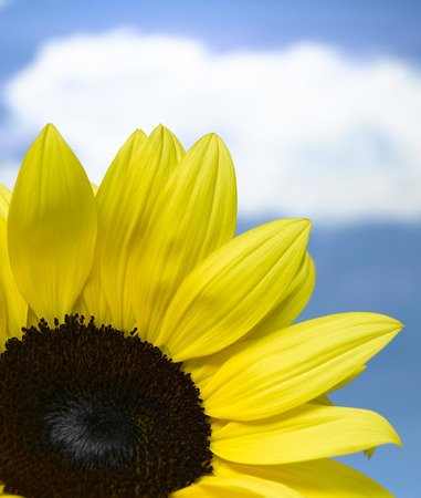 Close up of a Snflowere with a sky backgroundの写真素材