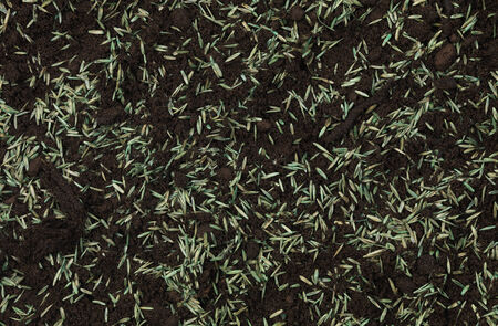 Grass Seed in top soilの写真素材