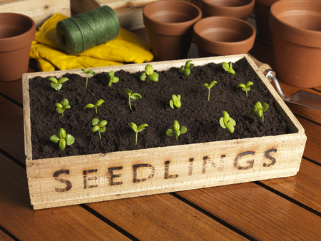Garden seedlingsの写真素材