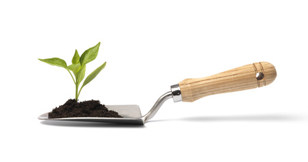 Trowel with new budの写真素材