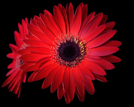 Gerberasの写真素材