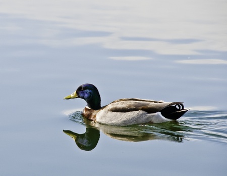 A Mallard swims accrossed a park pond in Utah の写真素材