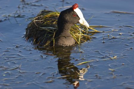 Redknobbed Coot under a blanket of weedの写真素材