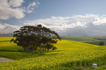 Canola fields of the Western Cape, South Africa