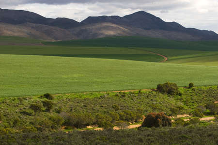 Canola fields of the Western Cape, South Africaの写真素材