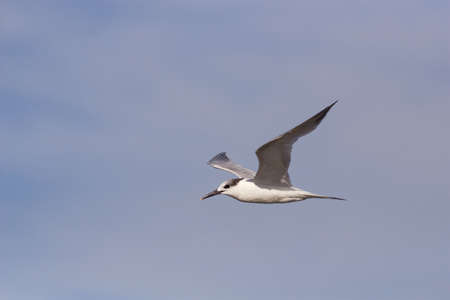 A Sandwich Tern flying overhead with a cloudy sky as a backdrop