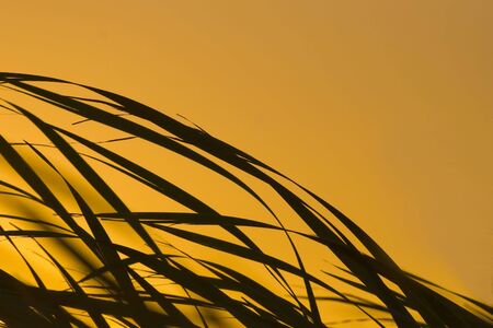 Reeds blowing in the wind against the early morning sunriseの写真素材