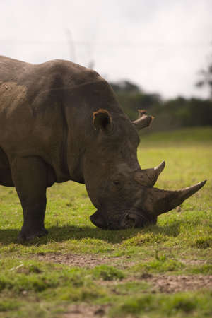 A white rhino grazing on grasslandの写真素材