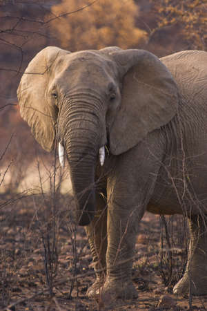 Elephant