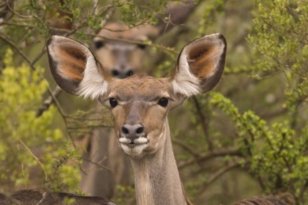 Portrait of a Kudu standing in the bushesの写真素材
