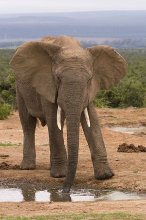 Lone bull elephant at a drinking holeの写真素材
